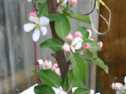 appleblossom1.jpg
